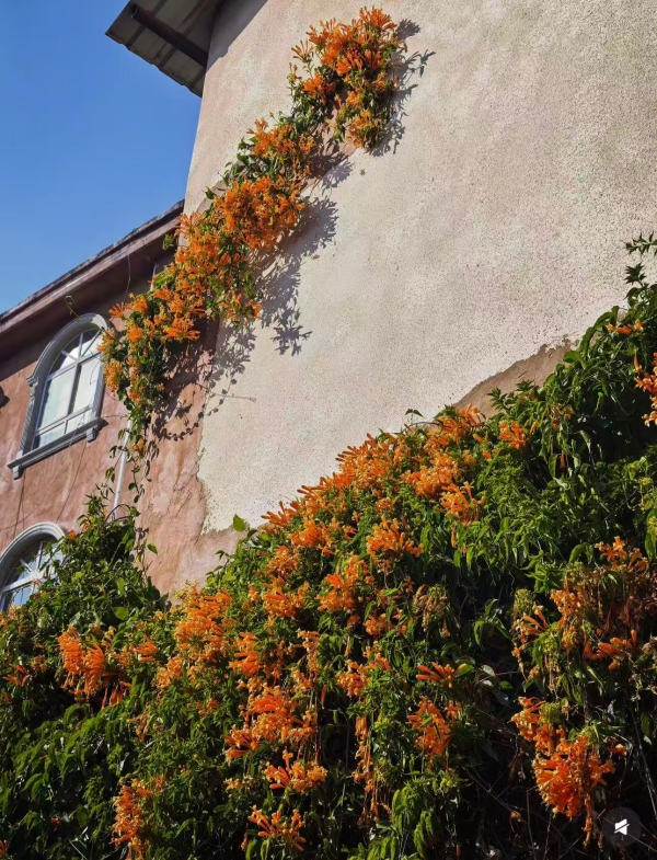 雁塔村2-小红书@碧荷叶